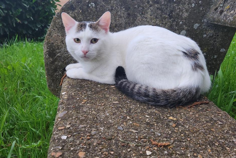 Alerte Disparition Chat Mâle , 2 ans La Chapelle-en-Vexin France