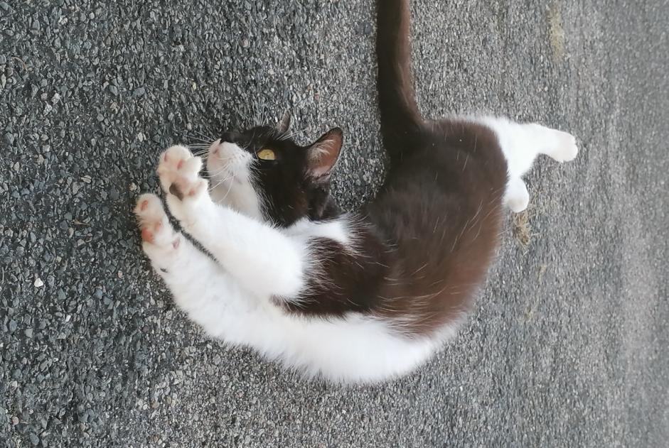 Alerte Découverte Chat Femelle , 1 année La Chapelle-Saint-Mesmin France