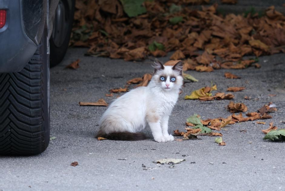 Alerte Découverte Chat croisement Inconnu La Gacilly France