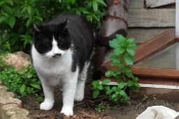 Alerte Disparition Chat Mâle , 7 ans Urbanya France