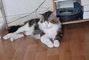 Alerte Disparition Chat croisement Mâle , 2 ans Saint-Denis France