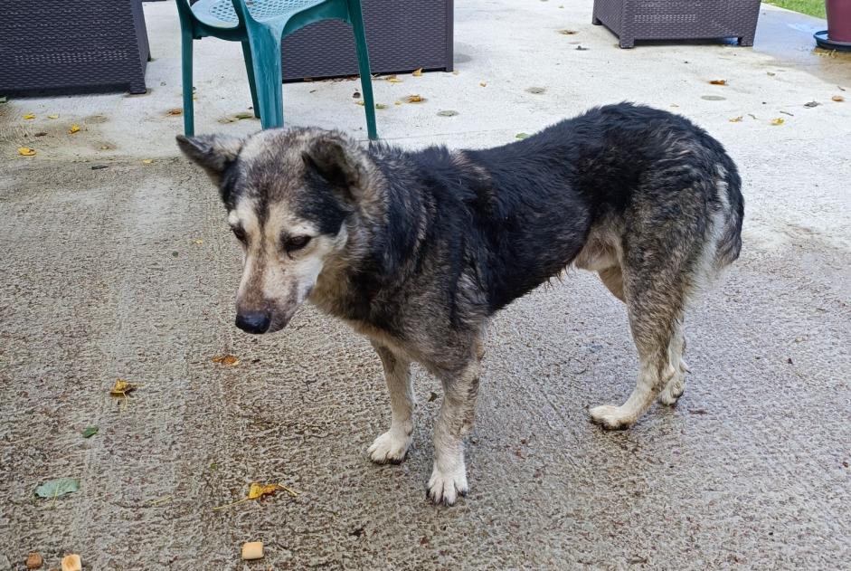 Alerte Découverte Chien croisement Mâle Digny France