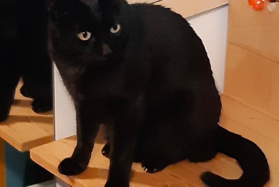 Alerte Disparition Chat Mâle , 8 ans Les Matelles France