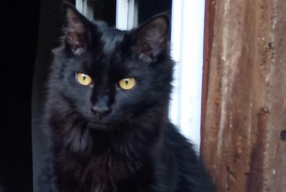 Alerte Disparition Chat Mâle , 3 ans Ygos-Saint-Saturnin France