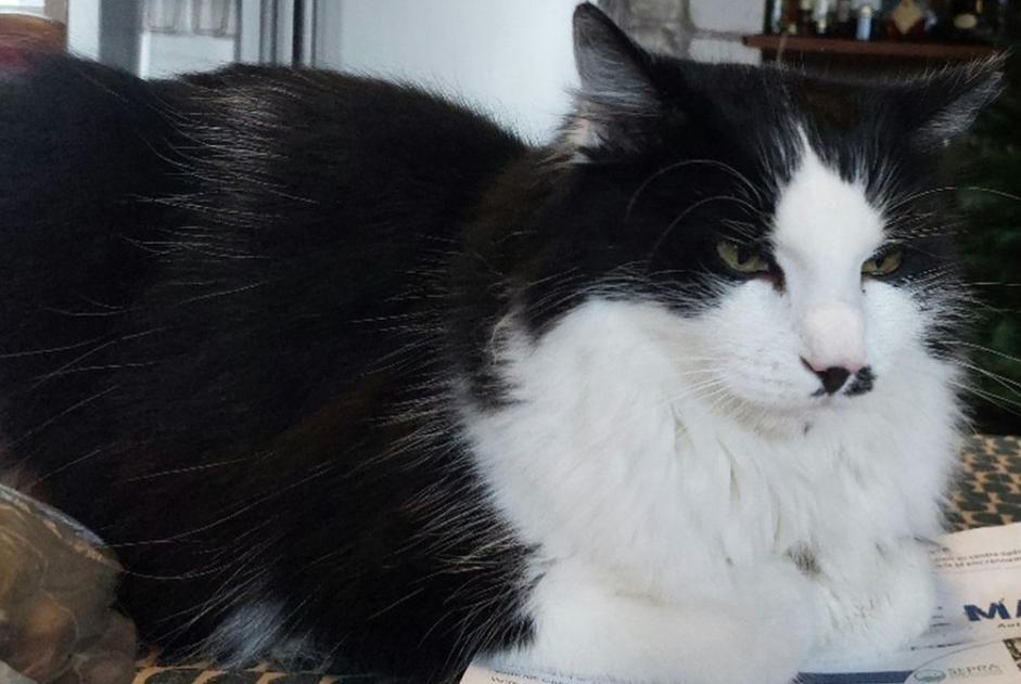 Alerte Disparition Chat Mâle , 7 ans Paris France