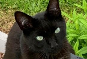 Alerte Disparition Chat Mâle , 3 ans Plaine-de-Walsch France