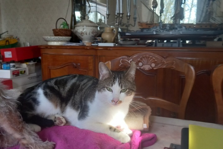 Alerte Disparition Chat  Mâle , 2 ans Hyères France