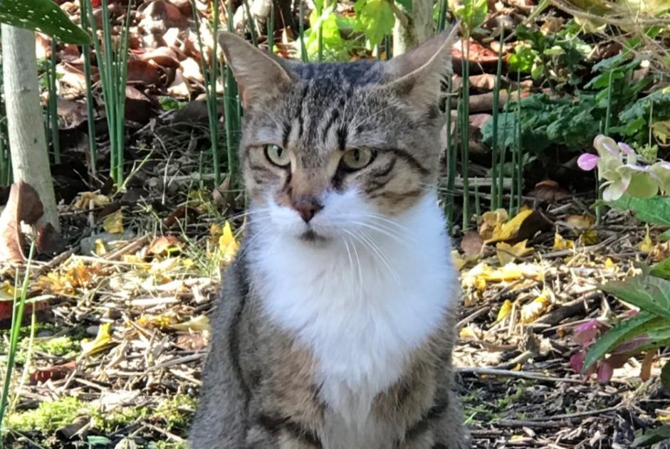 Alerte Découverte Chat Mâle Tournon France