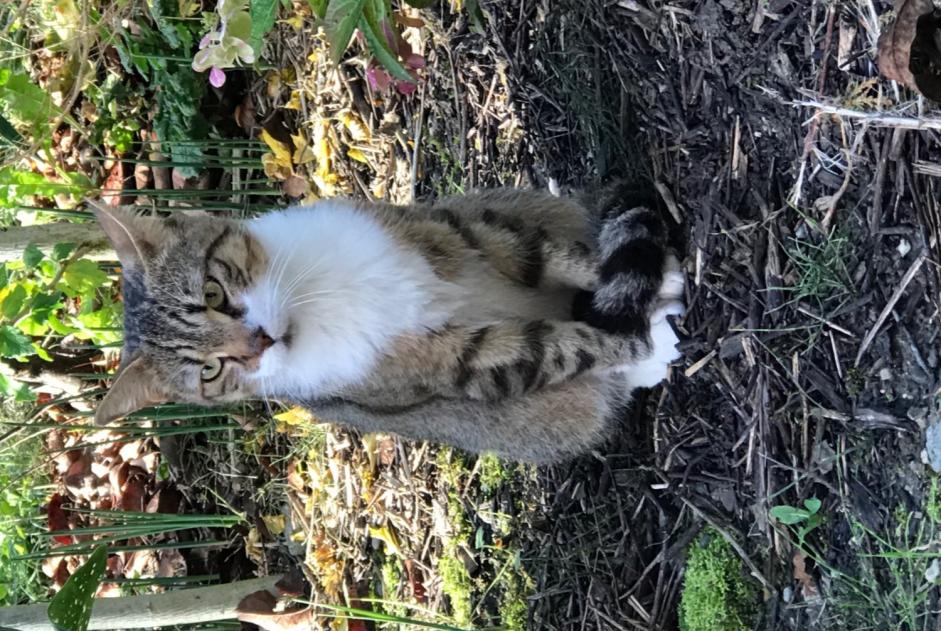 Alerte Découverte Chat Mâle Tournon France