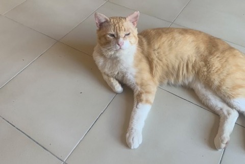 Alerte Disparition Chat  Mâle , 0 ans Épône France