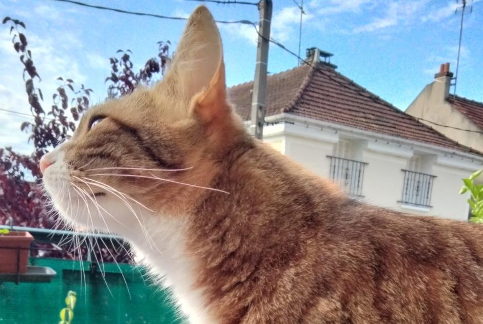 Alerte Disparition Chat Femelle , 1 ans Massy France