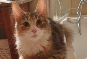 Alerte Disparition Chat  Femelle , 5 ans Grigny France