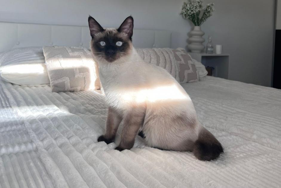 Alerte Disparition Chat Mâle , 0 ans Quimper France