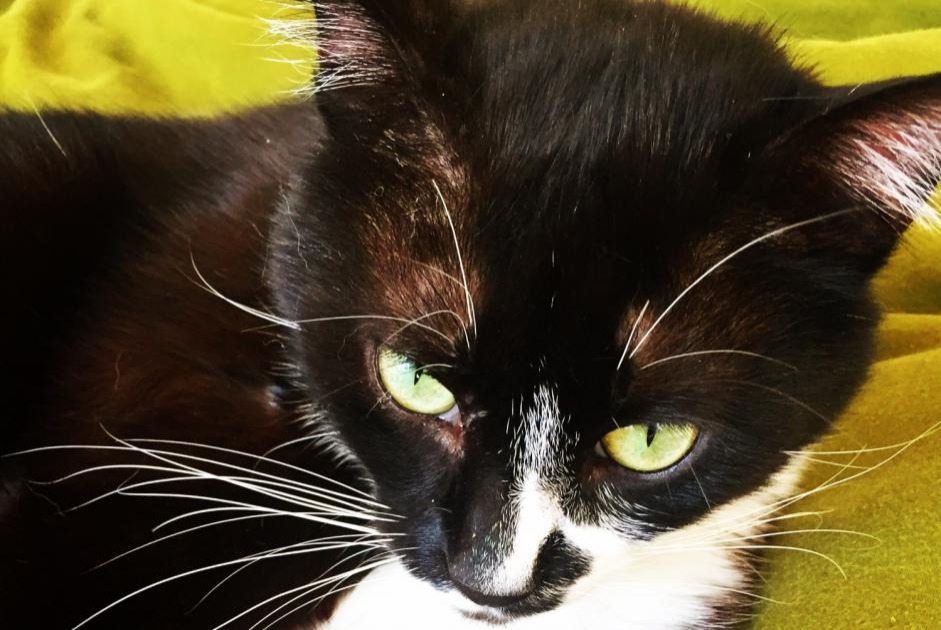 Alerte Disparition Chat croisement Mâle , 7 ans Chartres France