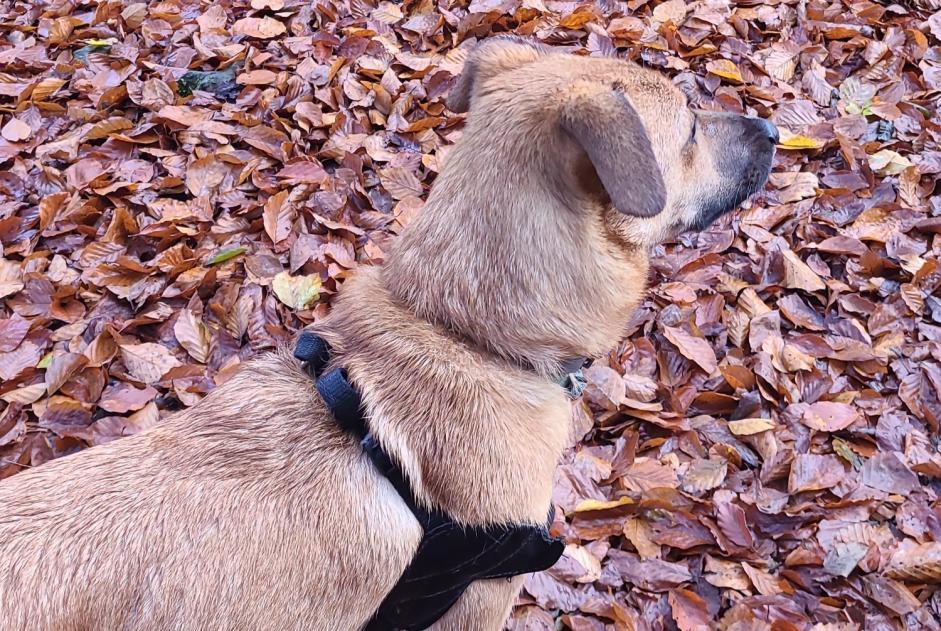 Alerte Découverte Chien croisement Femelle Saint-Léger-sous-Beuvray France