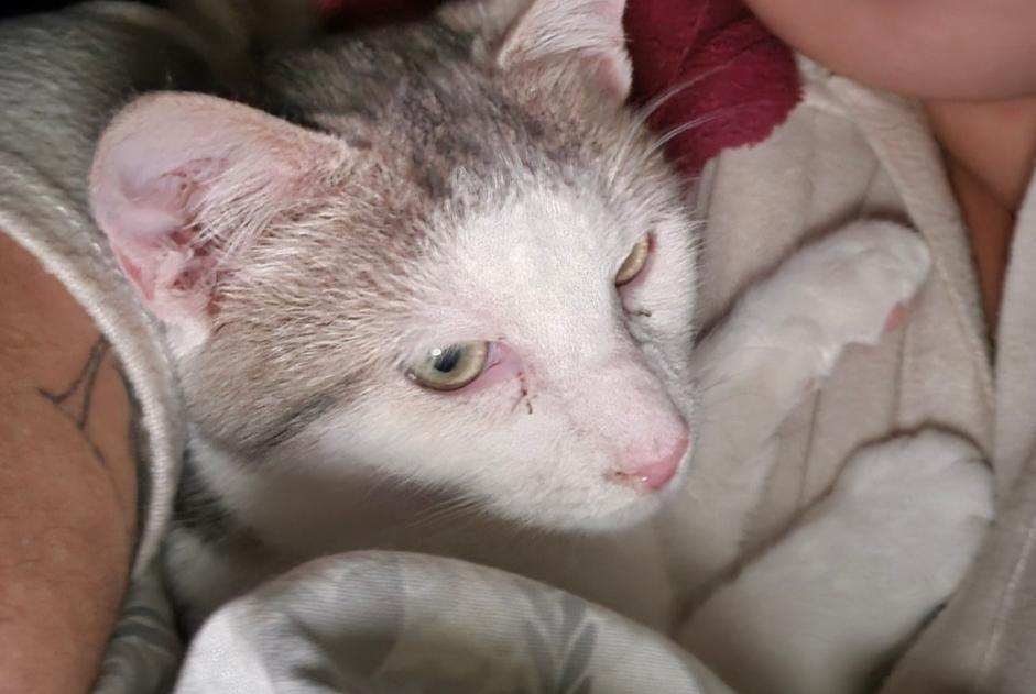 Alerte Disparition Chat  Mâle , 0 ans Orsay France