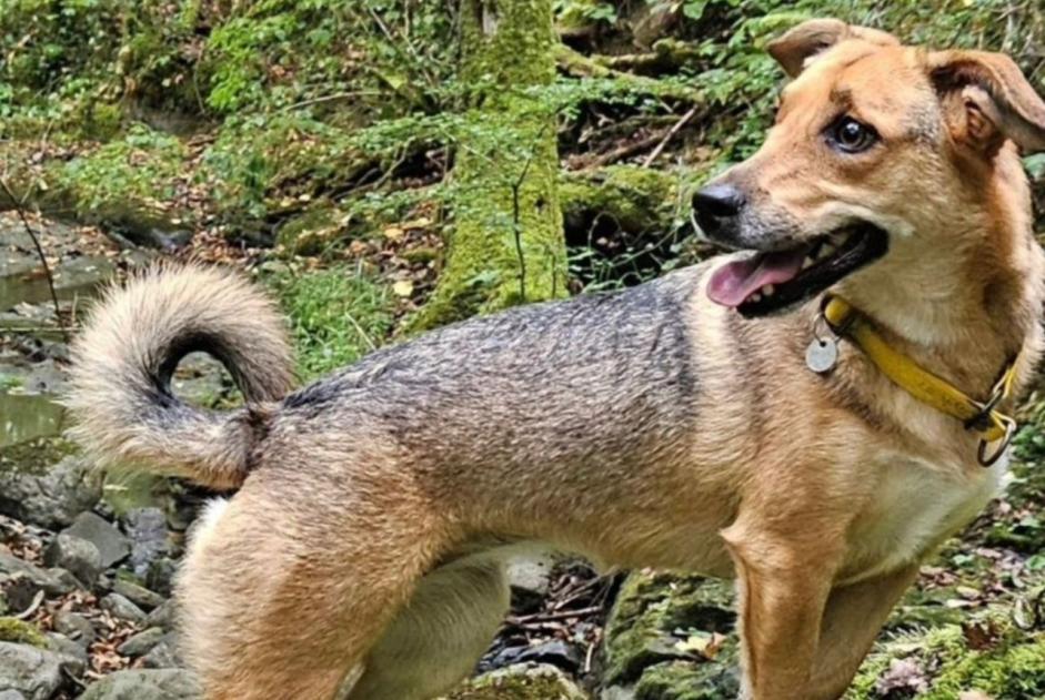 Alerte Disparition Chien croisement Femelle , 3 ans Le Kremlin-Bicêtre France