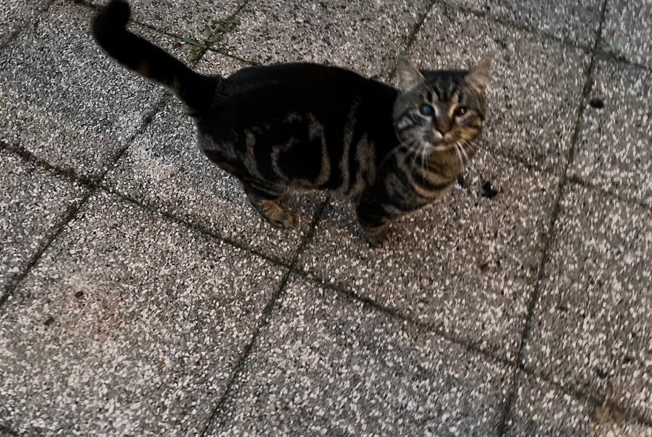 Alerte Découverte Chat Mâle Selongey France