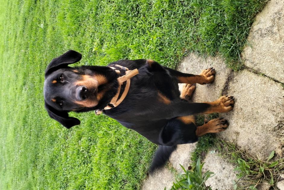 Alerte Découverte Chien Mâle Boncourt France