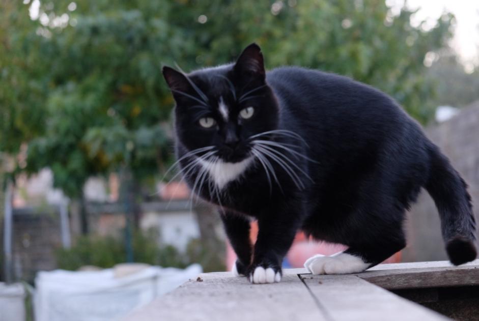 Alerte Disparition Chat Mâle , 10 ans Saint-Laurent-de-la-Prée France