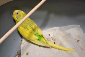 Alerte Découverte Oiseau Femelle Nîmes France