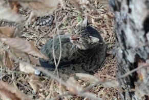 Alerte Découverte Chat  Inconnu Cesson France