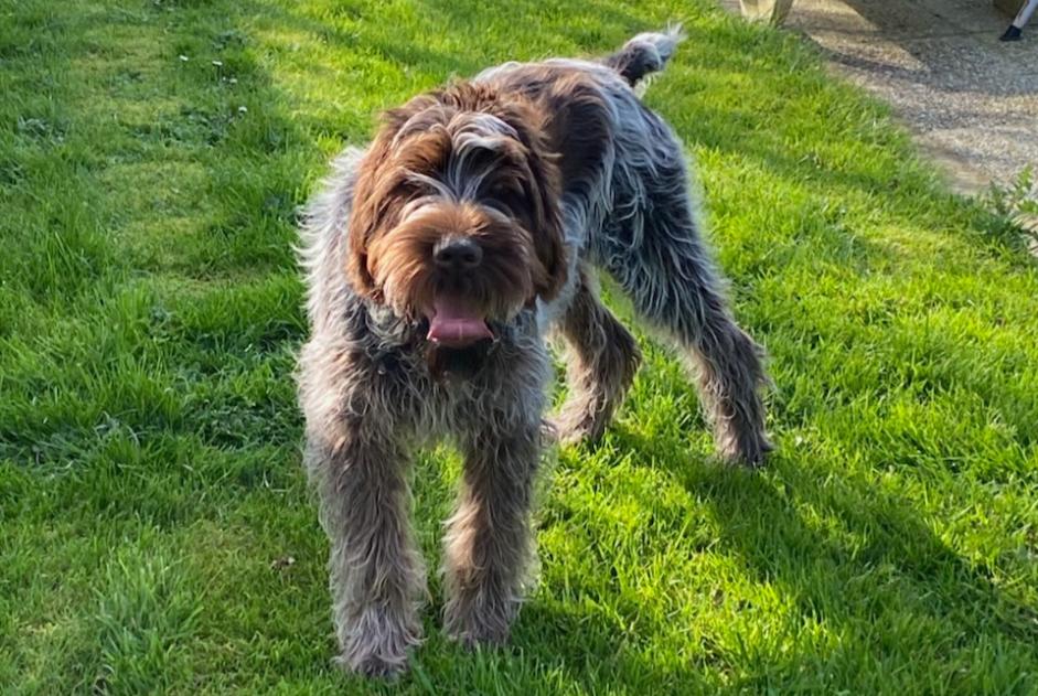 Alerte Disparition Chien  Mâle , 1 ans Saint-Paul-du-Vernay France