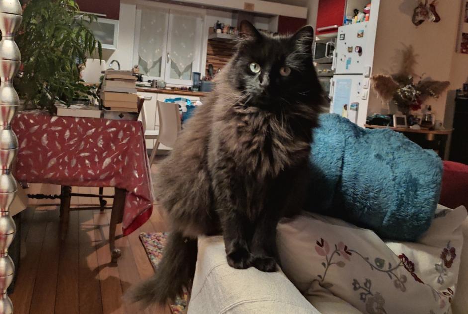 Alerte Disparition Chat croisement Mâle , 5 ans Fourchambault France