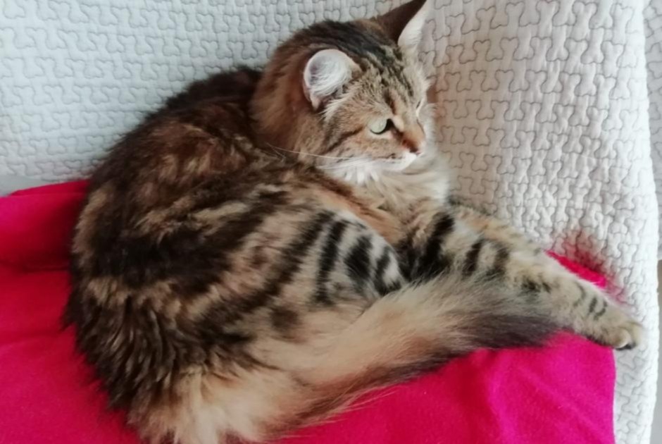 Alerte Disparition Chat croisement Mâle , 5 ans Capdenac-Gare France