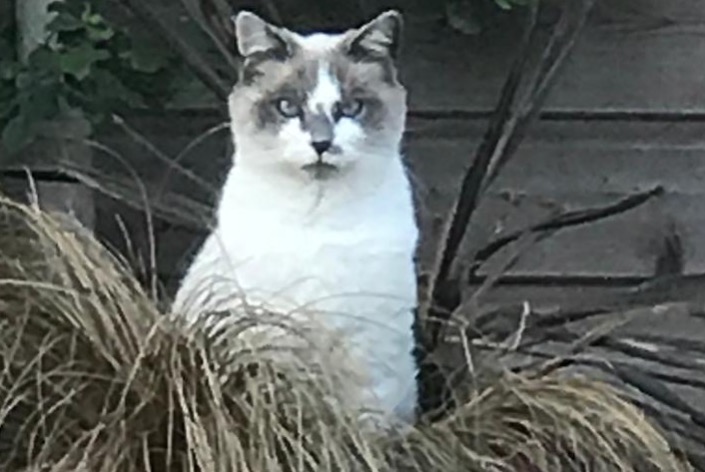 Alerte Disparition Chat croisement Mâle , 11 ans La Ferté-Saint-Aubin France