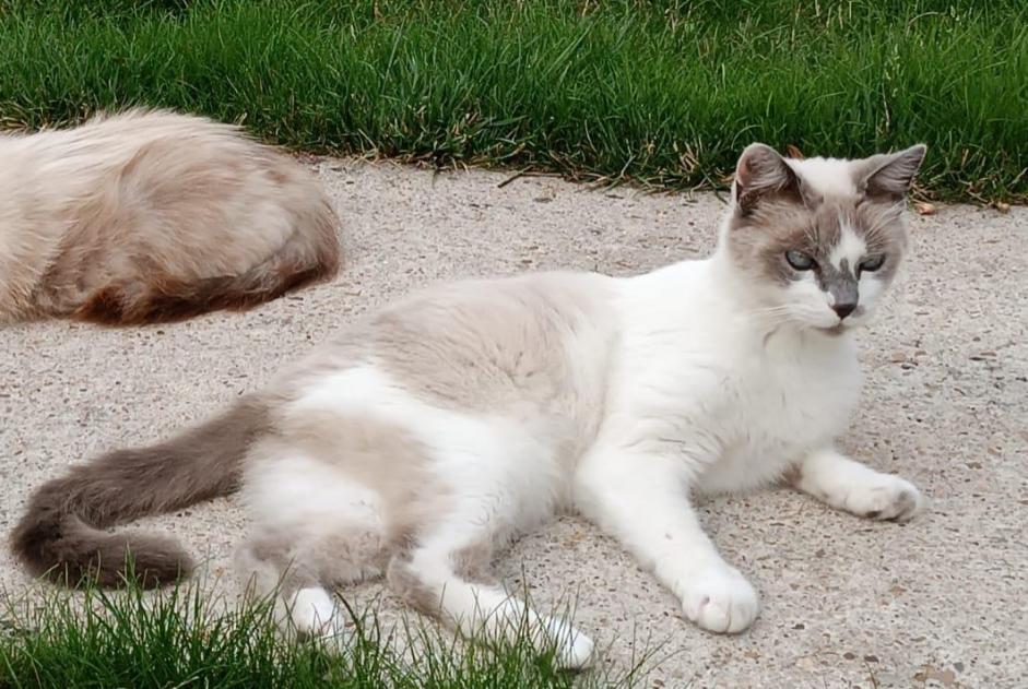 Alerte Disparition Chat croisement Mâle , 11 ans La Ferté-Saint-Aubin France