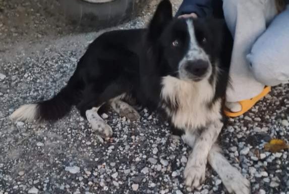 Alerte Découverte Chien  Mâle , 2 ans Saint-Paul-de-Fenouillet France