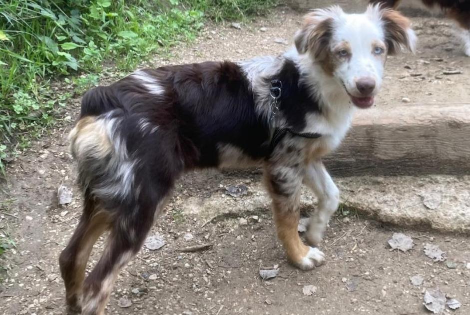 Alerte Disparition Chien  Femelle , 1 ans Entraunes France