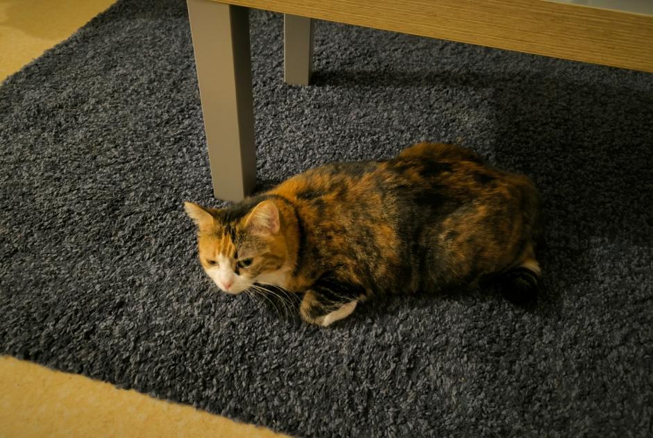 Alerte Disparition Chat Femelle , 3 ans Orléans France