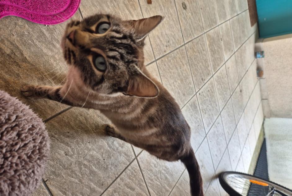 Alerte Découverte Chat croisement Femelle Villebarou France