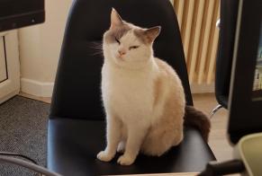 Alerte Disparition Chat croisement Mâle , 6 ans Mouret France