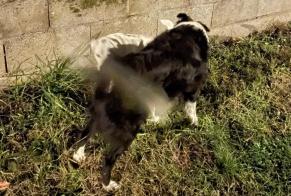 Alerte Découverte Chien  Mâle Saint-Jean-de-Niost France