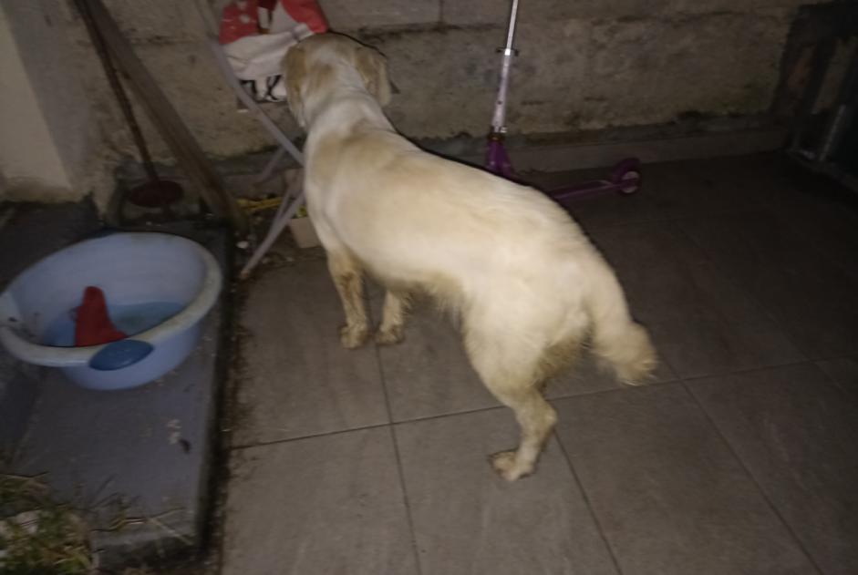 Alerte Découverte Chien croisement Mâle Savignac-de-l'Isle France