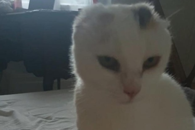 Alerte Disparition Chat Femelle , 10 ans Fondettes France