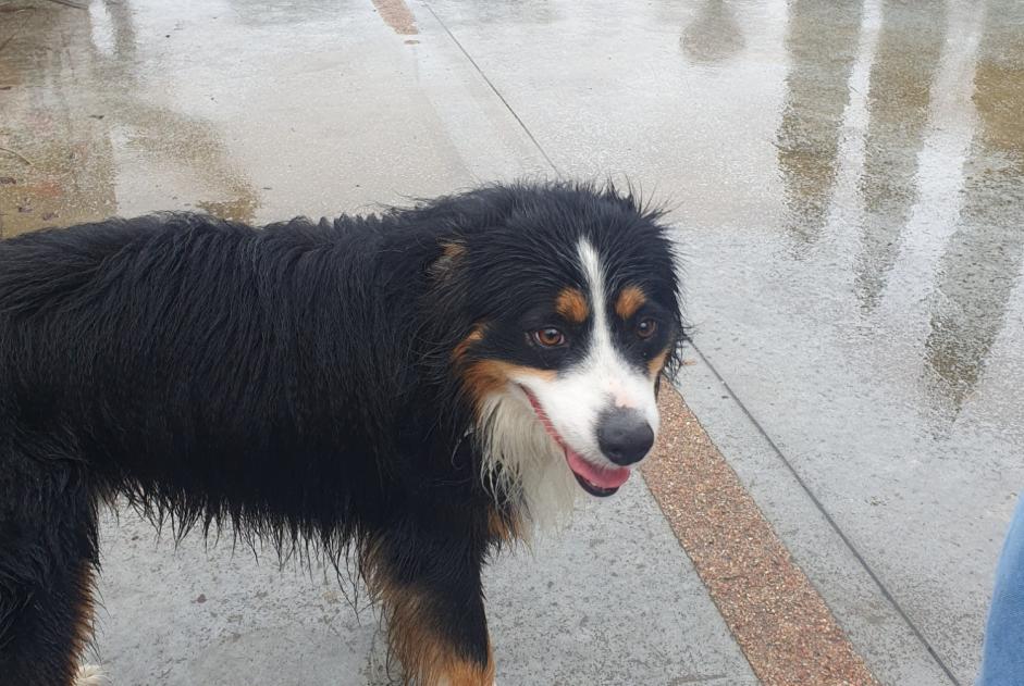 Alerte Découverte Chien  Inconnu Vitré France