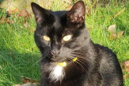 Alerte Disparition Chat croisement Mâle , 6 ans Champcevinel France