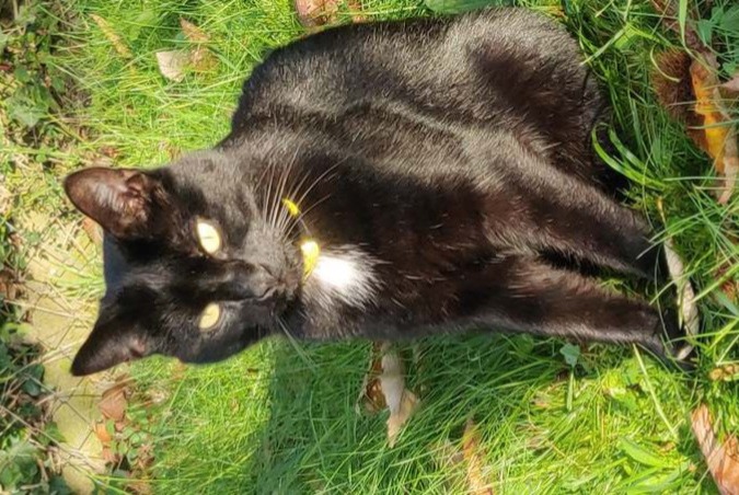 Alerte Disparition Chat croisement Mâle , 6 ans Champcevinel France