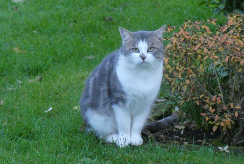 Alerte Découverte Chat Inconnu Milly-sur-Thérain France