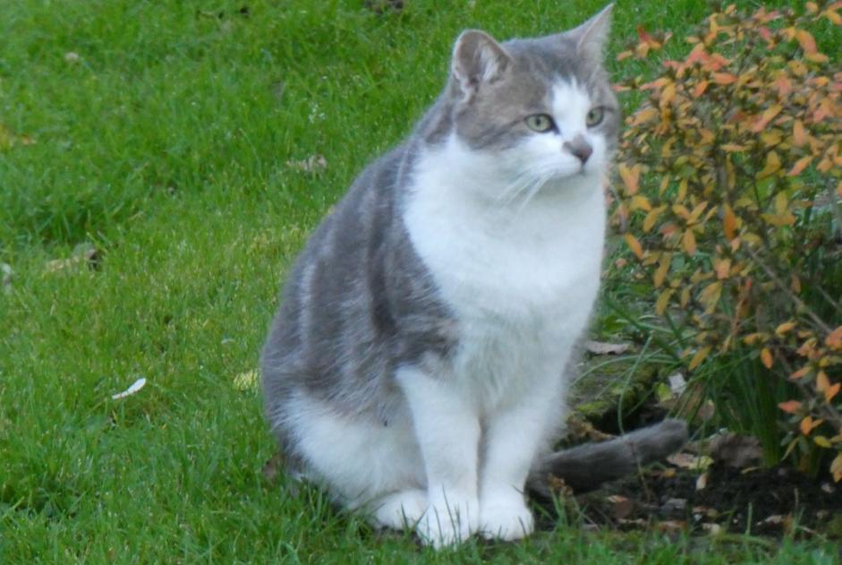 Alerte Découverte Chat Inconnu Milly-sur-Thérain France