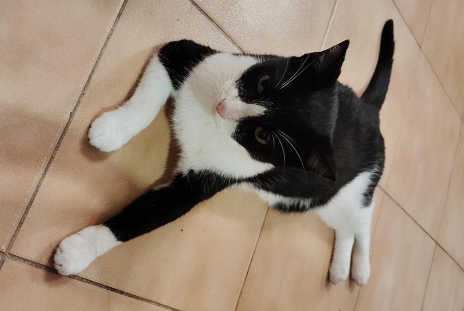 Alerte Disparition Chat Mâle , 4 ans Six-Fours-les-Plages France