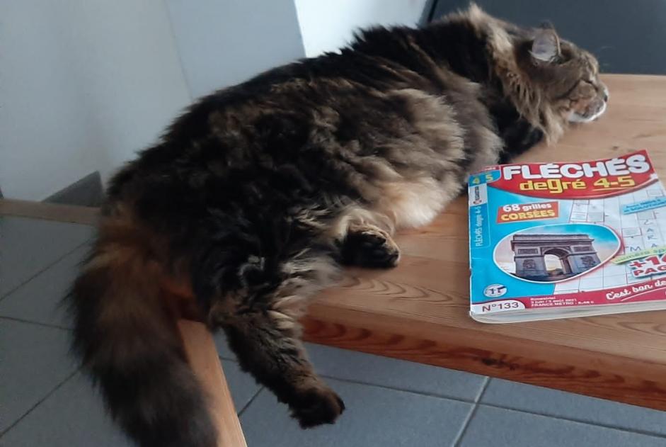 Alerte Disparition Chat  Femelle , 5 ans Bourg-Saint-Andéol France