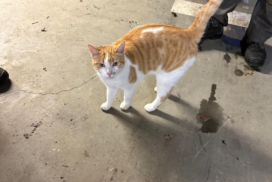 Alerte Découverte Chat Femelle Argelès-Gazost France