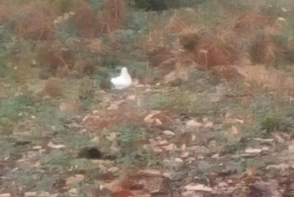 Alerte Découverte Oiseau Inconnu Pierrefitte-en-Beauvaisis France