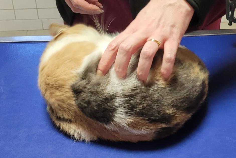 Alerte Découverte Chat Femelle Lagny-sur-Marne France