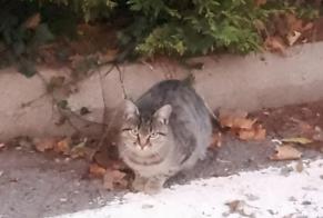 Alerte Découverte Chat croisement Inconnu Auberives-sur-Varèze France